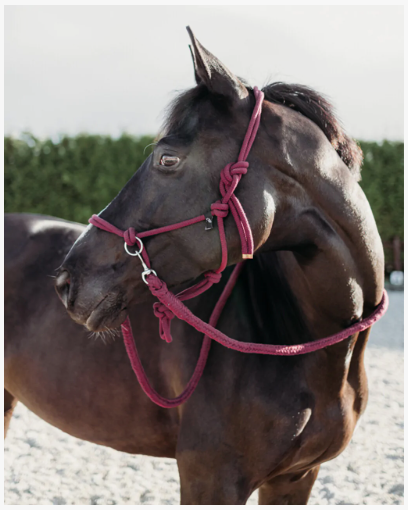 QHP Rope halter with rein